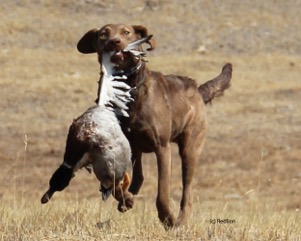 KathyMiller-trainingdog3