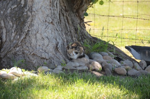 Pic #5A One of the mamas taking a rest